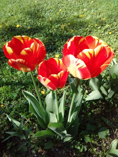  - AAAAA_LALELE 2016_2017_2018_2019