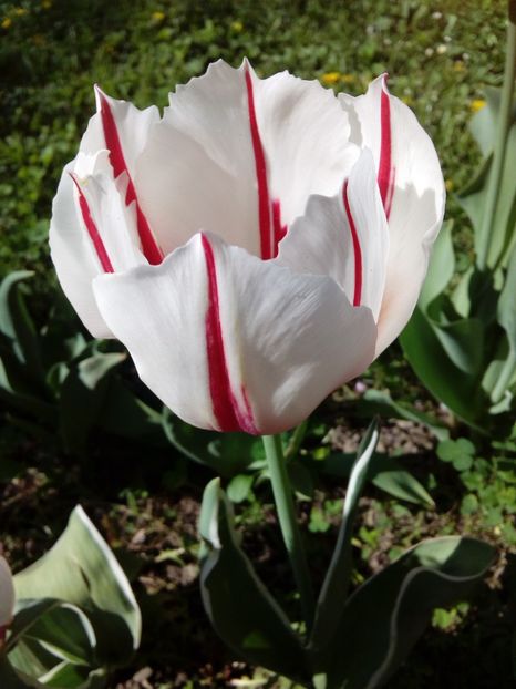  - AAAAA_LALELE 2016_2017_2018_2019