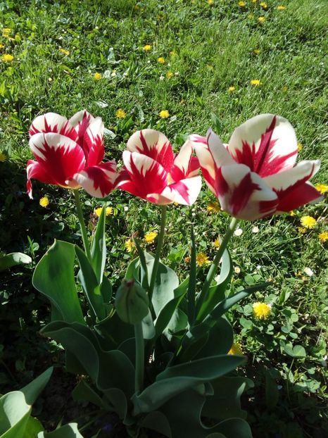  - AAAAA_LALELE 2016_2017_2018_2019