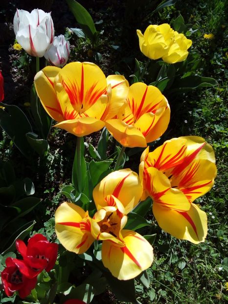  - AAAAA_LALELE 2016_2017_2018_2019