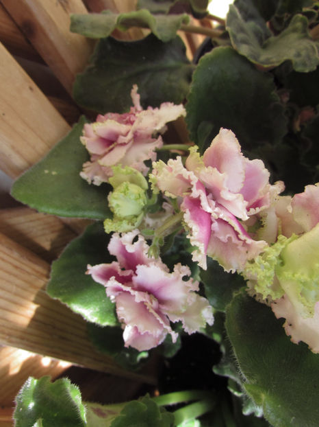 Le Roza Vetrov - Violete