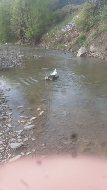  - 01 - Matca pentru 2018