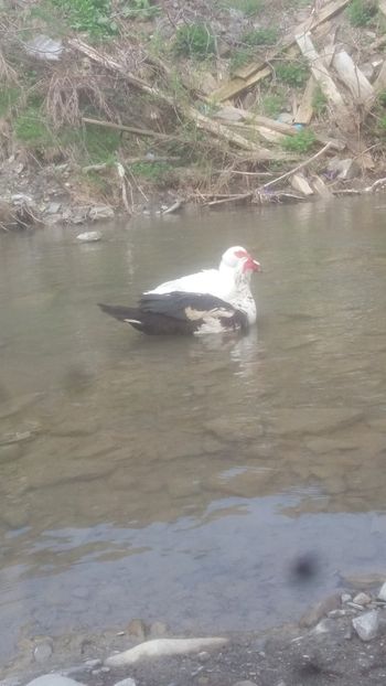  - 01 - Matca pentru 2018