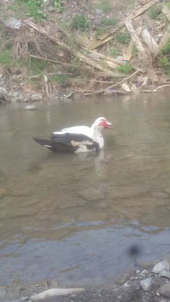  - 01 - Matca pentru 2018