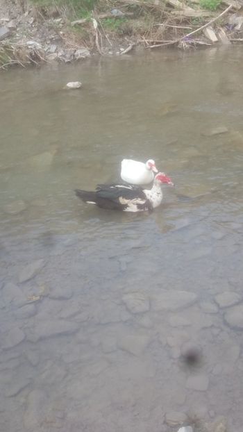  - 01 - Matca pentru 2018