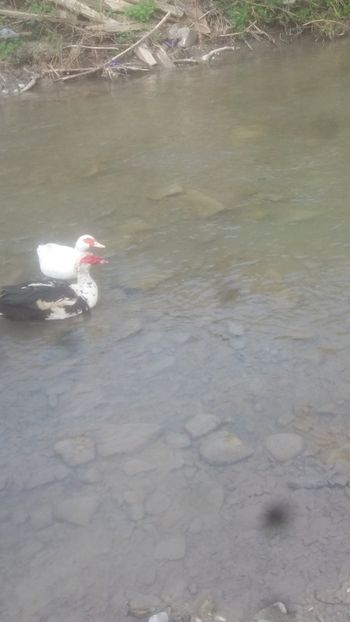  - 01 - Matca pentru 2018