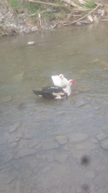  - 01 - Matca pentru 2018