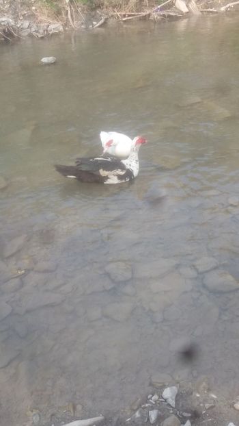  - 01 - Matca pentru 2018