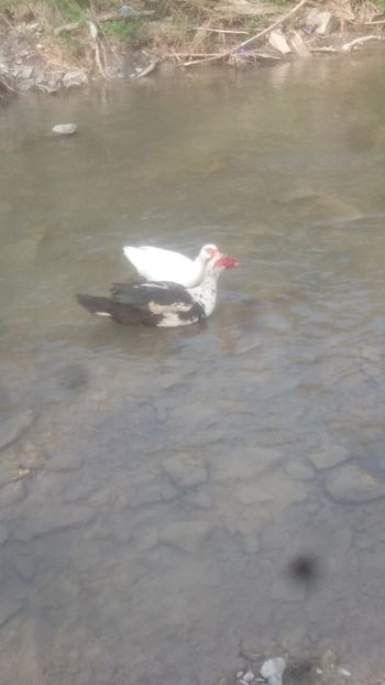  - 01 - Matca pentru 2018