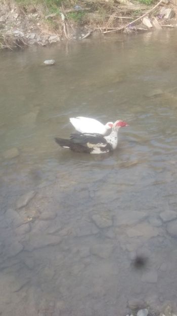  - 01 - Matca pentru 2018