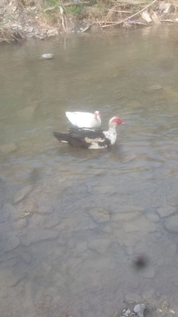  - 01 - Matca pentru 2018