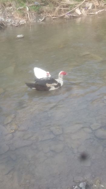  - 01 - Matca pentru 2018