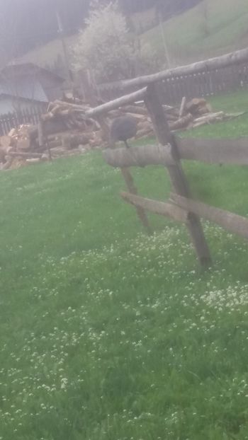  - 05 Arhiva Bibilici - Picheri