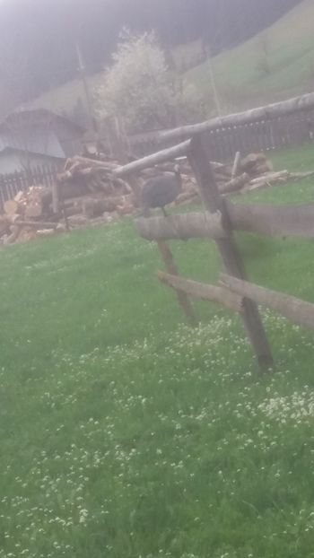  - 05 Arhiva Bibilici - Picheri