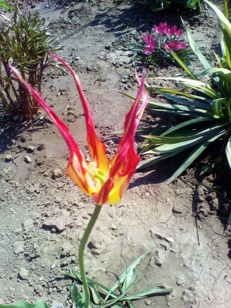  - curtea cu toate cele 2018