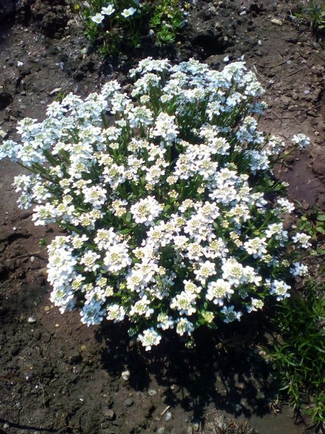  - curtea cu toate cele 2018