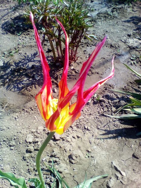  - curtea cu toate cele 2018