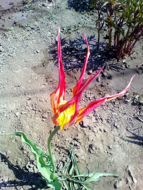  - curtea cu toate cele 2018