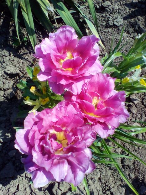  - curtea cu toate cele 2018