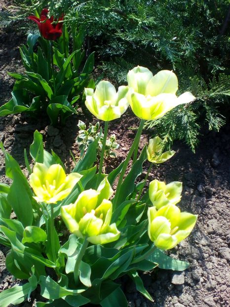  - curtea cu toate cele 2018