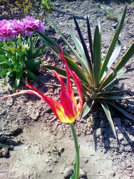  - curtea cu toate cele 2018