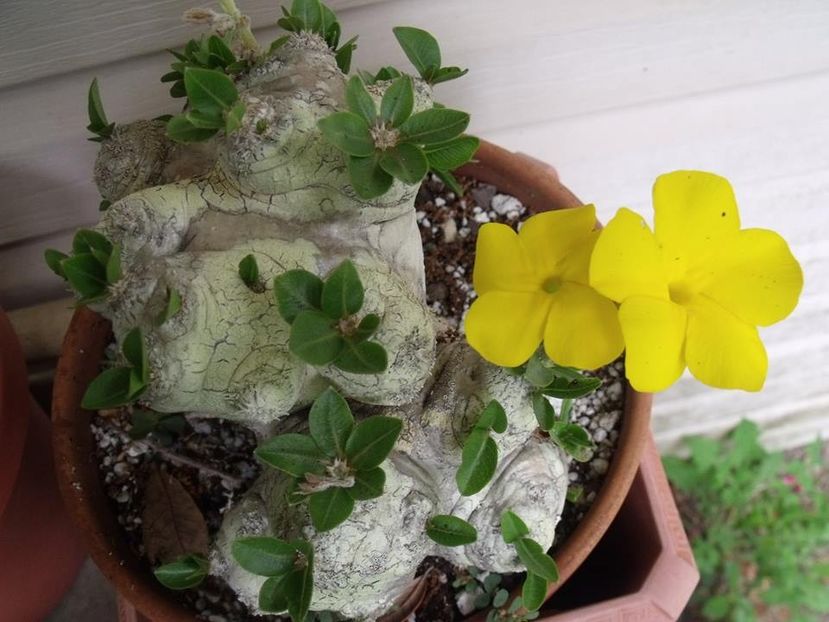 Pachypodium brevicaule - Whish list pentru viata urmatoare1