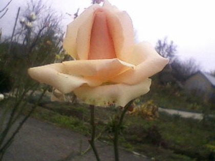 1 - flori