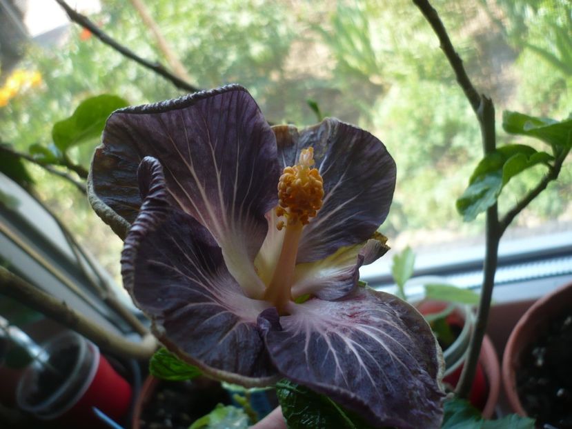 22.04.2018 - HIBISCUSI 2018-1