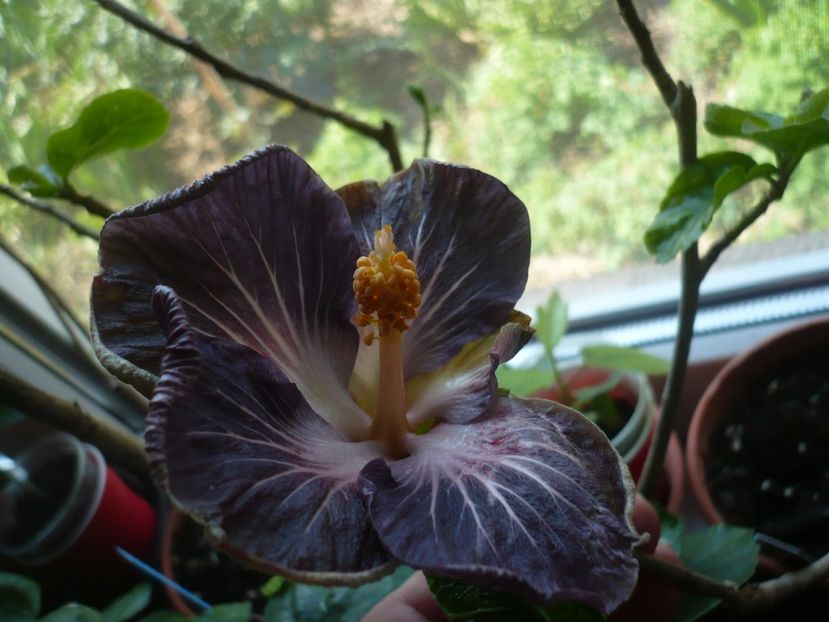 P1360647 - HIBISCUSI 2018-1