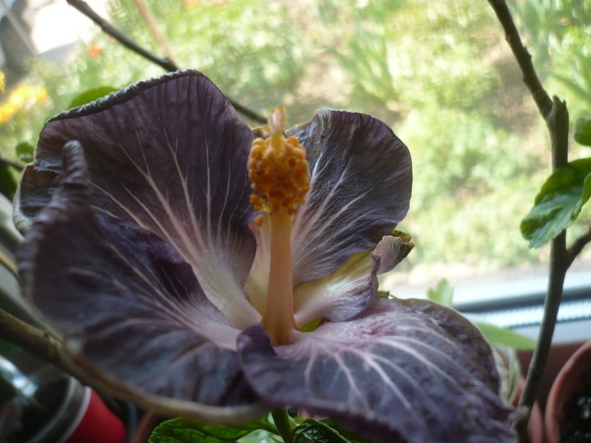 P1360648 - HIBISCUSI 2018-1