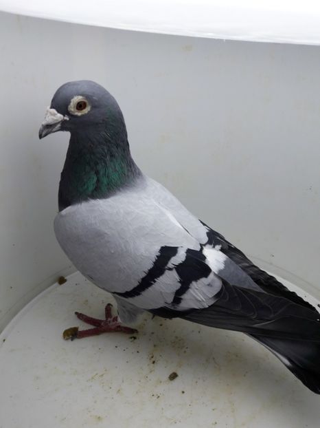 Mascul - Porumbei de vanzare