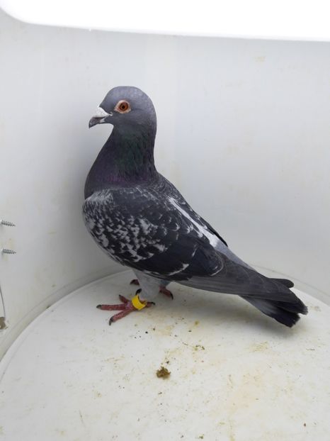 Femela - Porumbei de vanzare