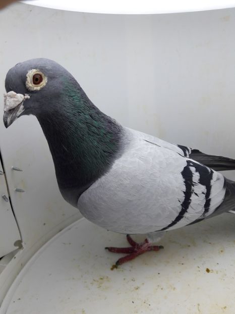 Mascul - Porumbei de vanzare