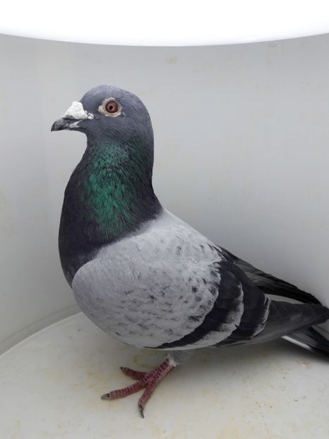 Mascul - Porumbei de vanzare