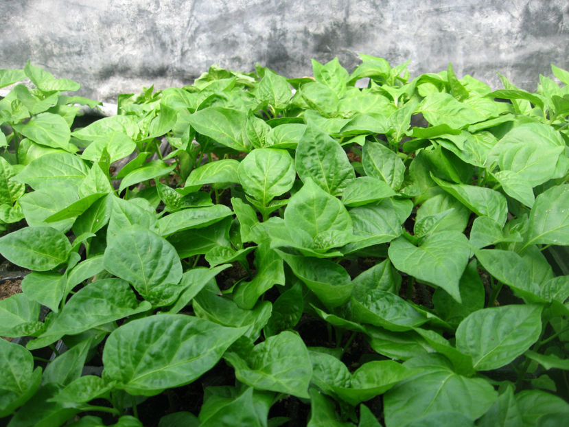 Rasad - PETER PEPPER __ POINTS