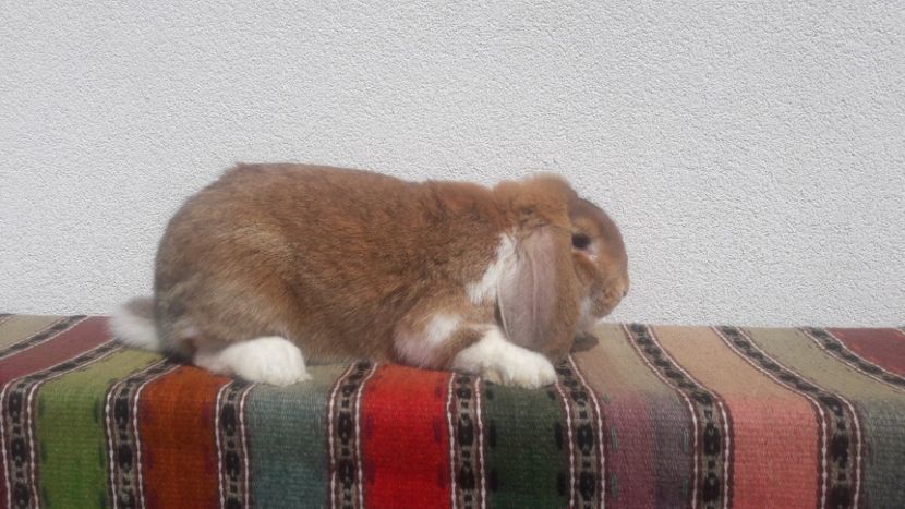  - 3- Mascul galben mantulat