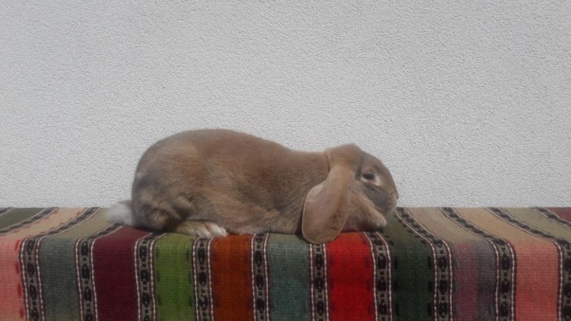 Gestanta - 2- Femela berbec german mignon