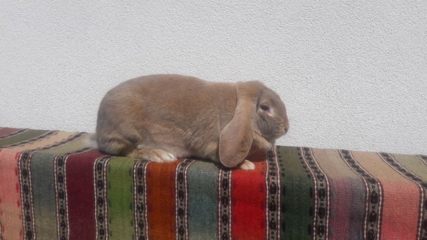  - 2- Femela berbec german mignon