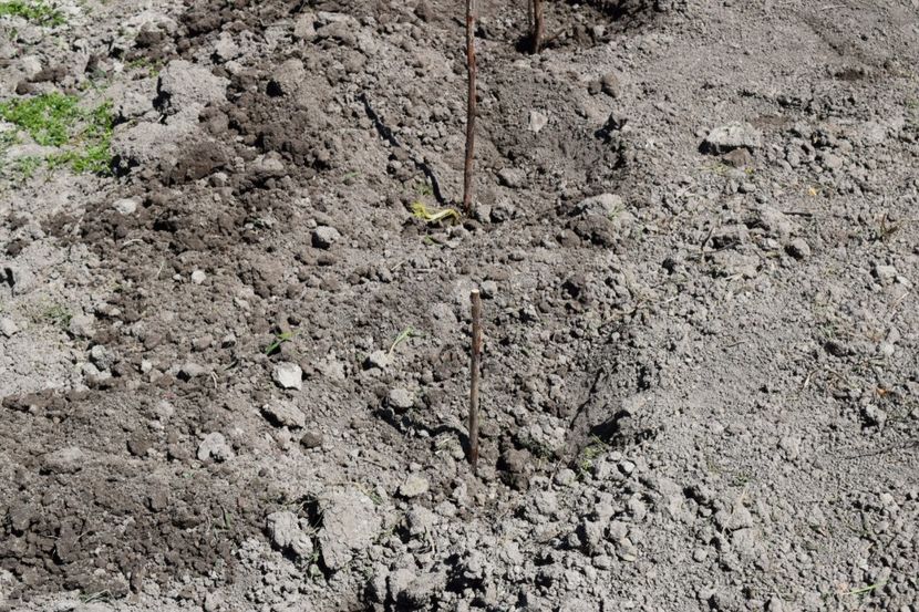  - COLȚUL meu de GRĂDINĂ