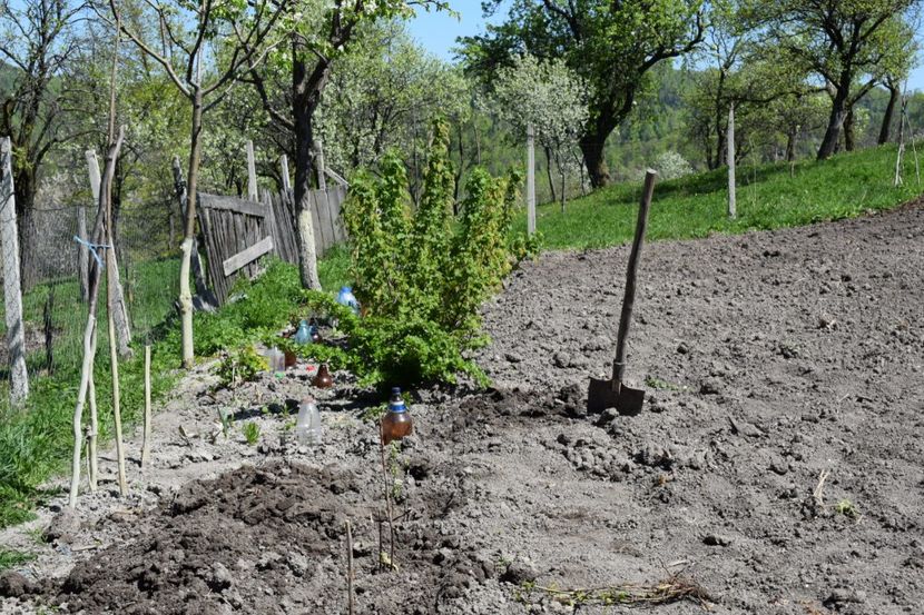  - COLȚUL meu de GRĂDINĂ