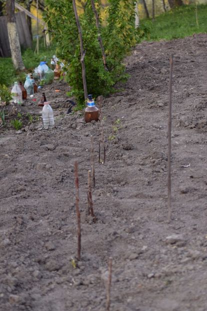  - COLȚUL meu de GRĂDINĂ