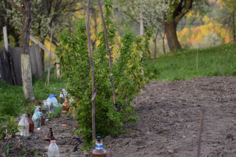  - COLȚUL meu de GRĂDINĂ