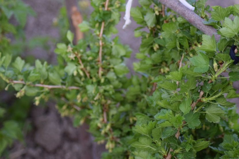  - COLȚUL meu de GRĂDINĂ