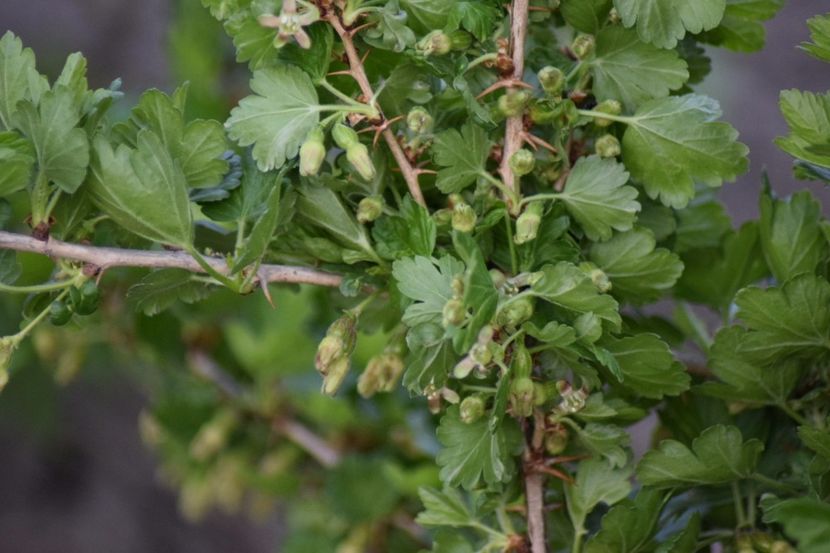  - COLȚUL meu de GRĂDINĂ