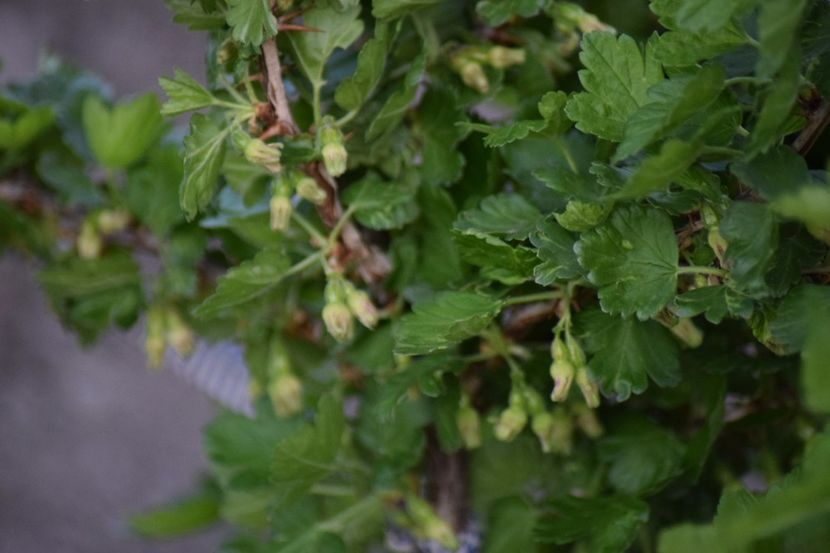  - COLȚUL meu de GRĂDINĂ