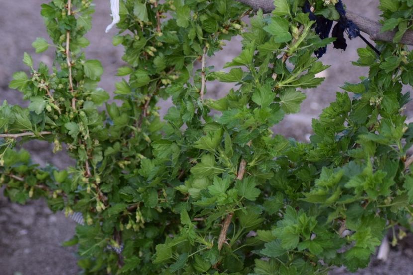  - COLȚUL meu de GRĂDINĂ