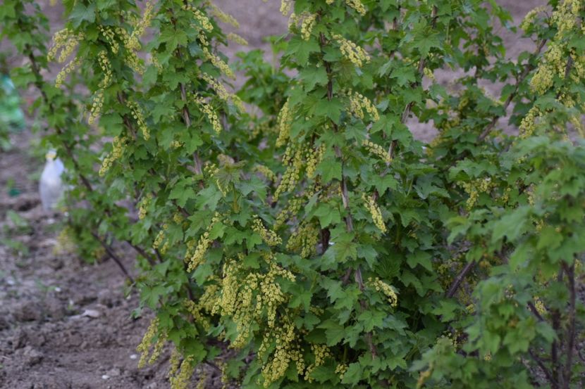  - COLȚUL meu de GRĂDINĂ