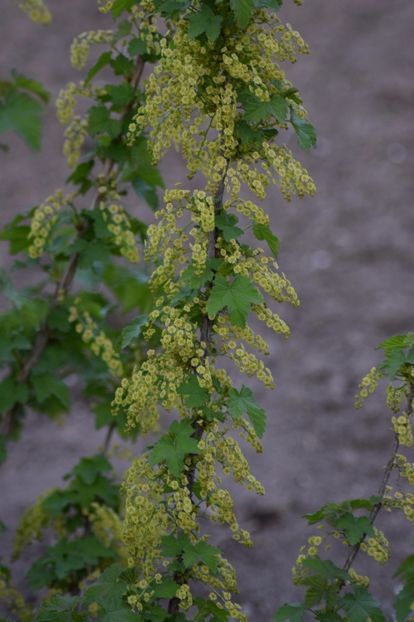  - COLȚUL meu de GRĂDINĂ