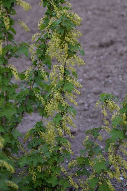  - COLȚUL meu de GRĂDINĂ