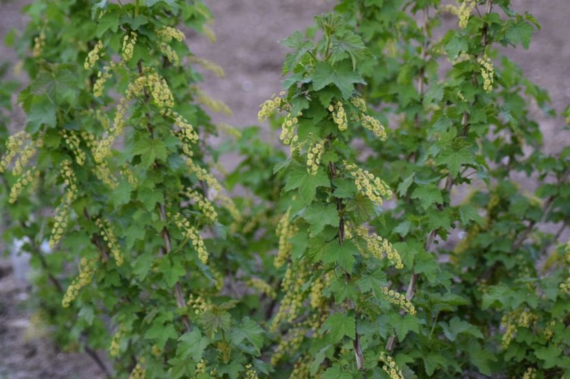  - COLȚUL meu de GRĂDINĂ
